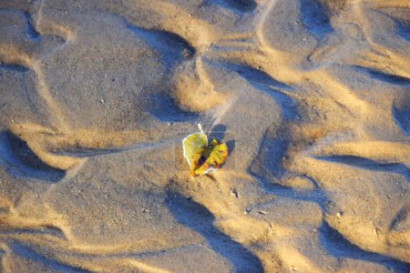 Téléchargez les photos : Feuille d'érable jaune sur sol brun ordinaire - en image libre de droit