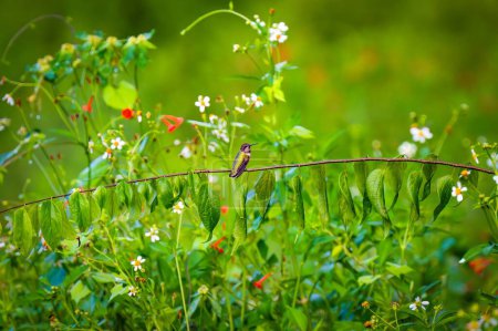 Téléchargez les photos : Une belle queue de ciseau (Calothorax pulcher) perchée sur une branche feuillue dans un champ de fleurs pittoresque - en image libre de droit