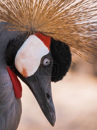 A closeup of a black-crowned crane in the Colombian Bird Sanctuary.