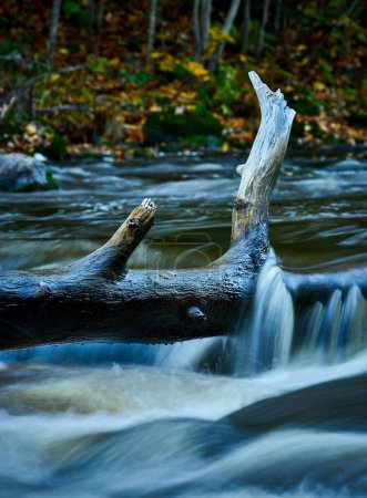 Téléchargez les photos : Plan vertical d'un tronc en bois dans une rivière rocheuse qui coule dans les bois - en image libre de droit