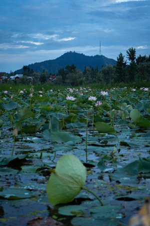 Téléchargez les photos : Une belle vue sur le lac Dal recouvert de fleurs de lotus fleuries avec une haute montagne en arrière-plan - en image libre de droit