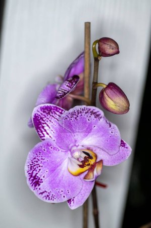 Téléchargez les photos : Un gros plan vertical d'une orchidée pourpre - en image libre de droit
