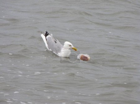 Téléchargez les photos : Mouette sur la mer du Nord premiers déchets plastiques - en image libre de droit