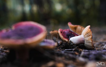 Photo for A selective focus of a harvested Russula sanguinaria mushroom on the ground in the forest - Royalty Free Image