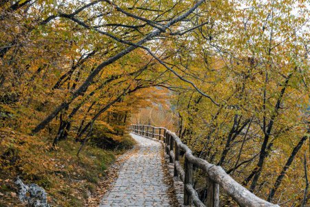 Foto de Un pintoresco plano de la naturaleza otoñal y un camino de madera en el Parque Nacional de los Lagos de Plitvice en Croacia - Imagen libre de derechos