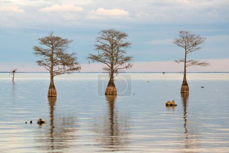 Photo for A scenic view of three trees in the Lake Moultrie, South Carolina - Royalty Free Image