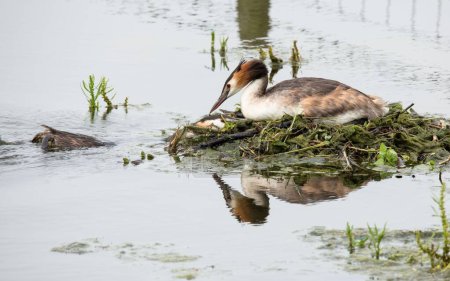 Photo for A closeup of a Great Crested Grebe perched on a nest in Rutland Water, England - Royalty Free Image