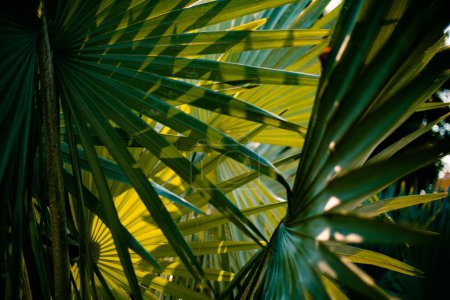 Téléchargez les photos : Une prise de vue sélective des feuilles vertes du palmier - en image libre de droit