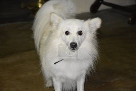 Téléchargez les photos : Mignon chien blanc innocent à fourrure animal de compagnie regardant la caméra - en image libre de droit