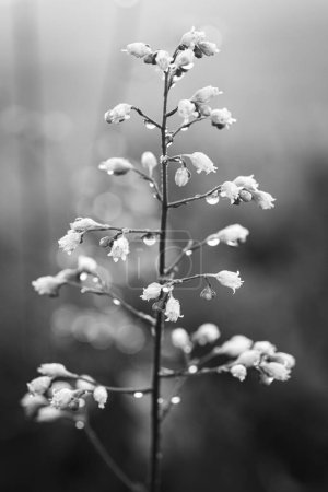 Téléchargez les photos : Une échelle de gris de fleurs de Heuchera rubescens couvertes de gouttes de pluie sur un fond flou - en image libre de droit