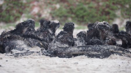 Foto de Un grupo de iguanas negras (Ctenosaura similis) descansando en la playa de arena en Galápagos Ecuador - Imagen libre de derechos