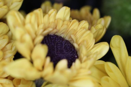 Téléchargez les photos : Un focus sélectif de fleurs jaunes de mûrier Chrysanthème dans un bouquet - en image libre de droit