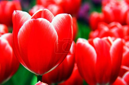 Téléchargez les photos : Une mise au point sélective de fleurs de tulipes de jardin avec des fleurs floues en arrière-plan - en image libre de droit