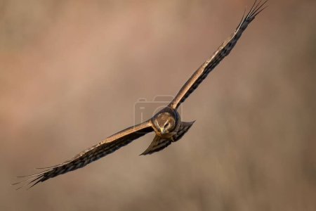 Photo for A closeup shot of a Northern harrier with wings wide open flying in the air - Royalty Free Image