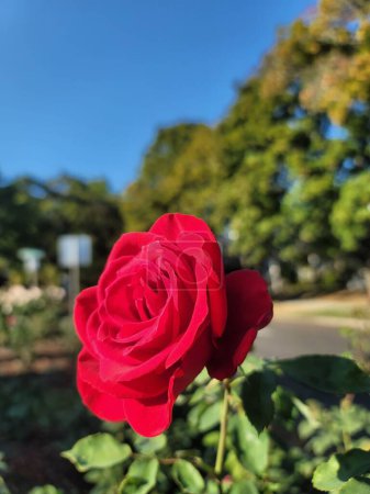 Téléchargez les photos : Gros plan d'une fleur Rosa 'Veterans' Honor 'sur un fond doux et flou - en image libre de droit