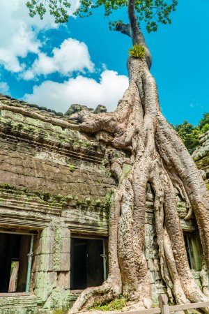 Foto de Un disparo vertical del Templo Ta Prohm dentro del complejo Angkor Wat en Camboya - Imagen libre de derechos