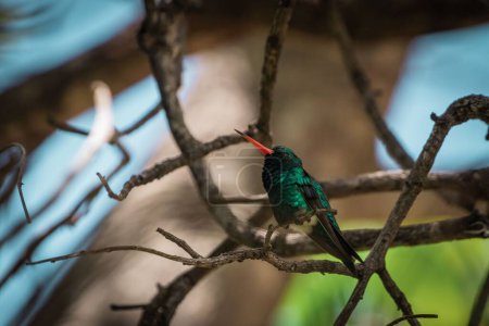 Foto de Un colibrí visto en un parque en las afueras de Sao Paulo - Imagen libre de derechos