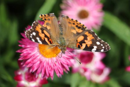 Téléchargez les photos : Gros plan d'une dame papillon peinte sur une fleur rose dans un jardin - en image libre de droit
