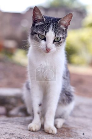 Téléchargez les photos : Portrait vertical d'un chat gris et blanc posant pour une image - en image libre de droit