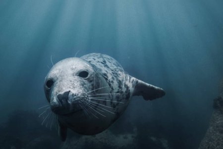 Téléchargez les photos : Gros plan d'un phoque gris nageant sous l'eau dans des eaux océaniques transparentes sur l'île Lundy, en Angleterre - en image libre de droit