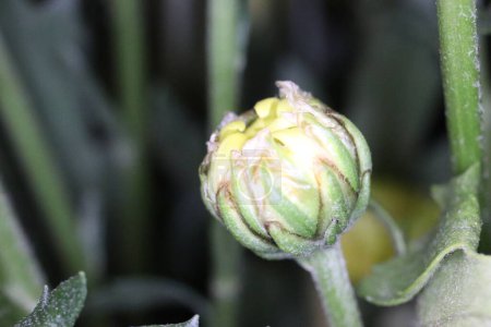 Téléchargez les photos : Un gros plan de bourgeon de fleur de coronidium fleurissant dans un jardin - en image libre de droit