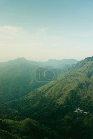 Foto de Un disparo vertical del pico verde de Little Adam en Sri Lanka - Imagen libre de derechos