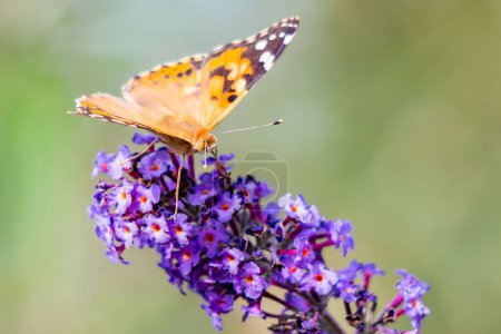Photo for A closeup of a beautiful butterfly with orange wings standing on a purple flower - Royalty Free Image