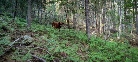 Photo for A panoramic shot of a cow roaming freely in the forest. - Royalty Free Image