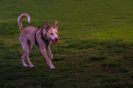 Photo for A tan and white dog with an orange ball in its mouth running on a green lawn at a park - Royalty Free Image