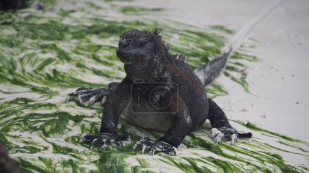 Foto de Una iguana de cola espinosa negra (Ctenosaura similis) descansando en la playa de arena con musgo en el fondo borroso - Imagen libre de derechos