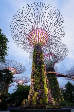 Téléchargez les photos : Un plan vertical à angle bas des tours de Gardens by the Bay illuminé la nuit, Singapour - en image libre de droit