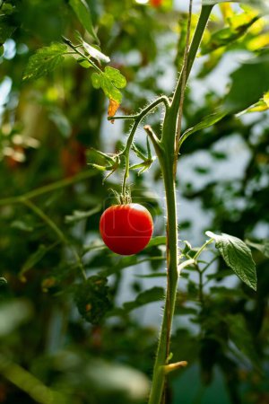 Foto de Un primer plano vertical de un tomate rojo maduro en la vid. - Imagen libre de derechos