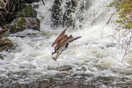 Téléchargez les photos : Un balbuzard volant au-dessus de la rivière mousseuse. - en image libre de droit