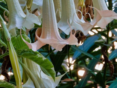 Photo for The Brugmansia Arborea flowers on a sunny day - Royalty Free Image