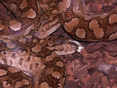 Photo for A closeup of scary Argentinian rainbow boas slithering on the ground close together and staring at the camera - Royalty Free Image