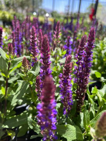 Téléchargez les photos : Un plan sélectif de fleurs de sauge bleue poussant dans le jardin par une journée ensoleillée - en image libre de droit