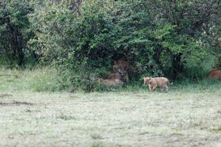 Téléchargez les photos : Un beau cliché d'un petit lion de la Topi Pride marchant autour des buissons verts dans le Masai Mara, Kenya - en image libre de droit