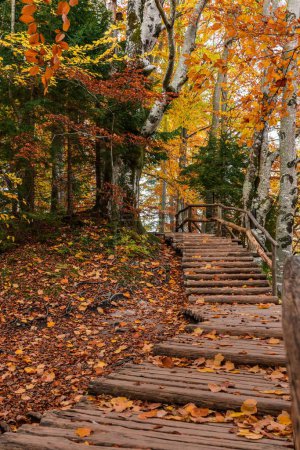 Téléchargez les photos : Un plan vertical d'un beau paysage d'une passerelle en bois dans la paisible forêt d'automne jaune - en image libre de droit