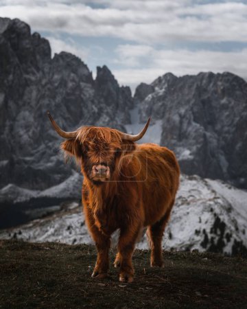 Foto de Un ganado de las tierras altas de pie en el fondo de montañas cubiertas de nieve - Imagen libre de derechos