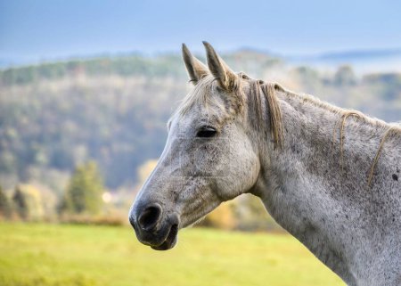 Foto de Una vista de un hermoso caballo en la naturaleza en el fondo un pasto - Imagen libre de derechos