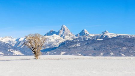 Téléchargez les photos : Une plante séchée isolée dans un champ enneigé avec des montagnes escarpées en arrière-plan - en image libre de droit