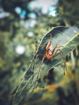 Téléchargez les photos : Rayé Lynx Spider capturé le matin à l'aide d'un objectif macro et édité à partir de Adobe lightroom - en image libre de droit