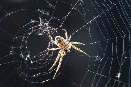 Téléchargez les photos : Gros plan d'une araignée diadème sur une toile (Araneus diadematus) - en image libre de droit