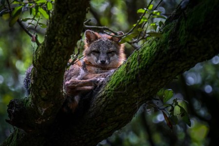 Téléchargez les photos : Un beau cliché de mignon renard roux en forêt tropicale sur tronc d'arbre mousseux - en image libre de droit