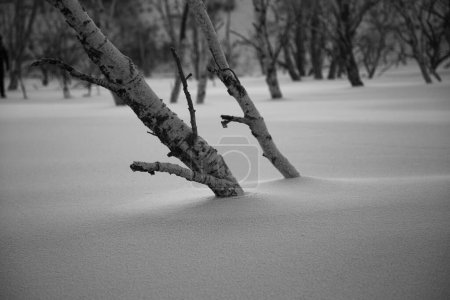 Foto de El páramo nevado con árboles Ulan Butong, Mongolia Interior - Imagen libre de derechos