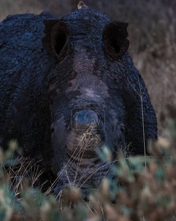 Foto de Un retrato vertical de un rinoceronte en safari - Imagen libre de derechos