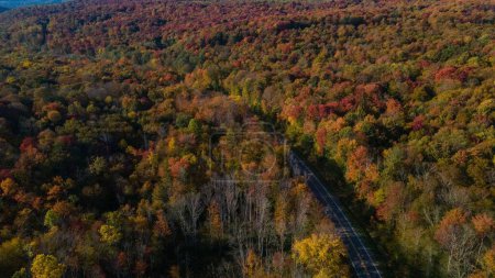 Photo for A colorful autumnal scenery of the road lined with dense forest in McKean County - Royalty Free Image