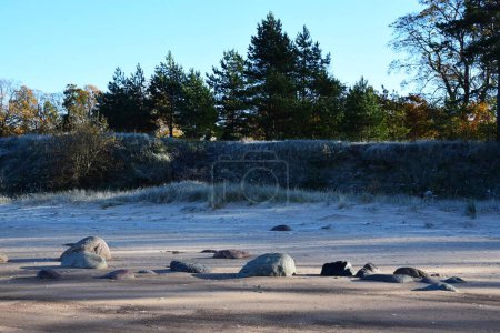 Foto de Las piedras en la playa a la luz del sol con árboles en el fondo - Imagen libre de derechos