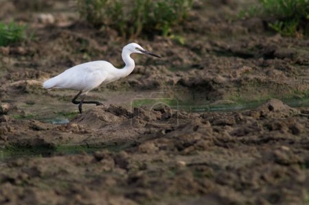 Téléchargez les photos : Une belle aigrette blanche Heron oiseau marchant sur le sol - en image libre de droit
