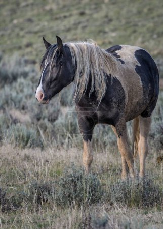 Foto de Un caballo mullido Mustang de pie en la granja de hierba en McCullough Peaks Área en Cody, Wyoming - Imagen libre de derechos